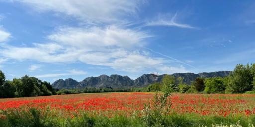 Poppy field in the Spring in Provence