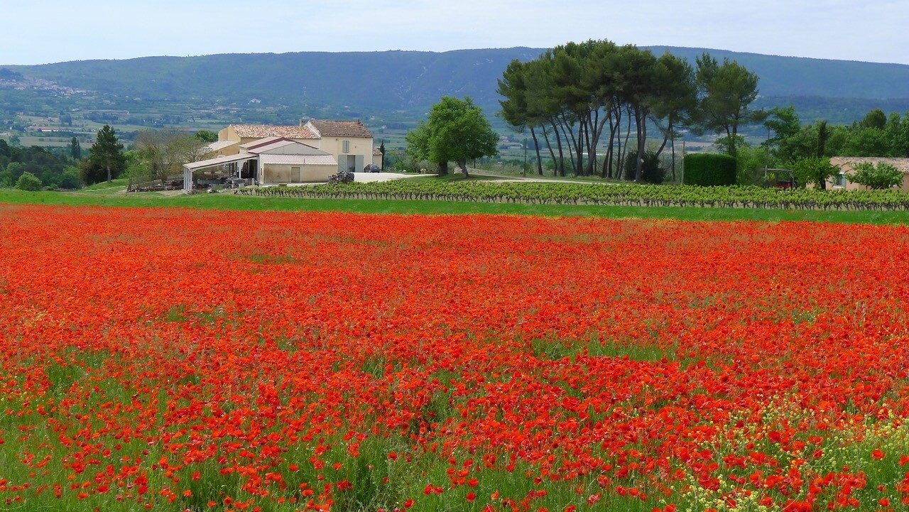 Poppy field in the Spring in Provence