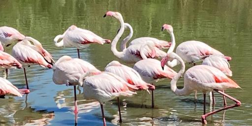 See Flamingos in Provence