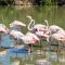 See Flamingos in Provence
