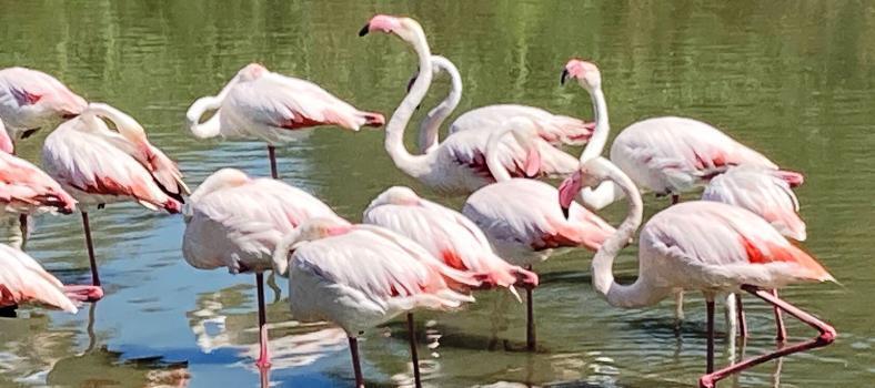 See Flamingos in Provence