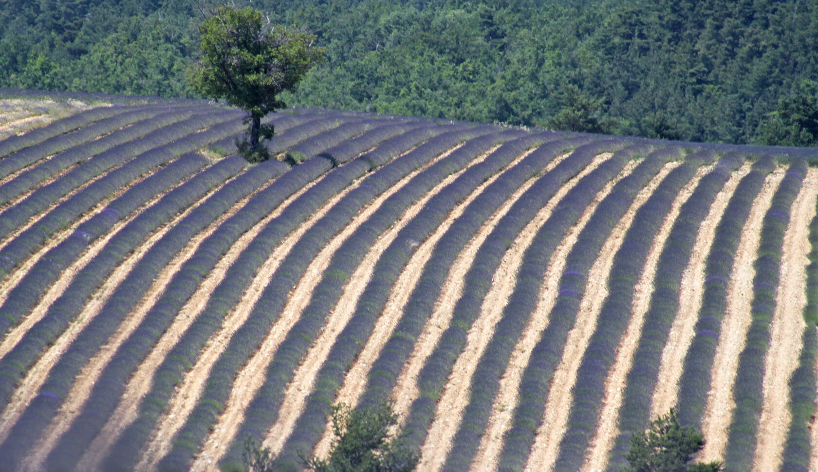 Lavender fields Jabron Valley
