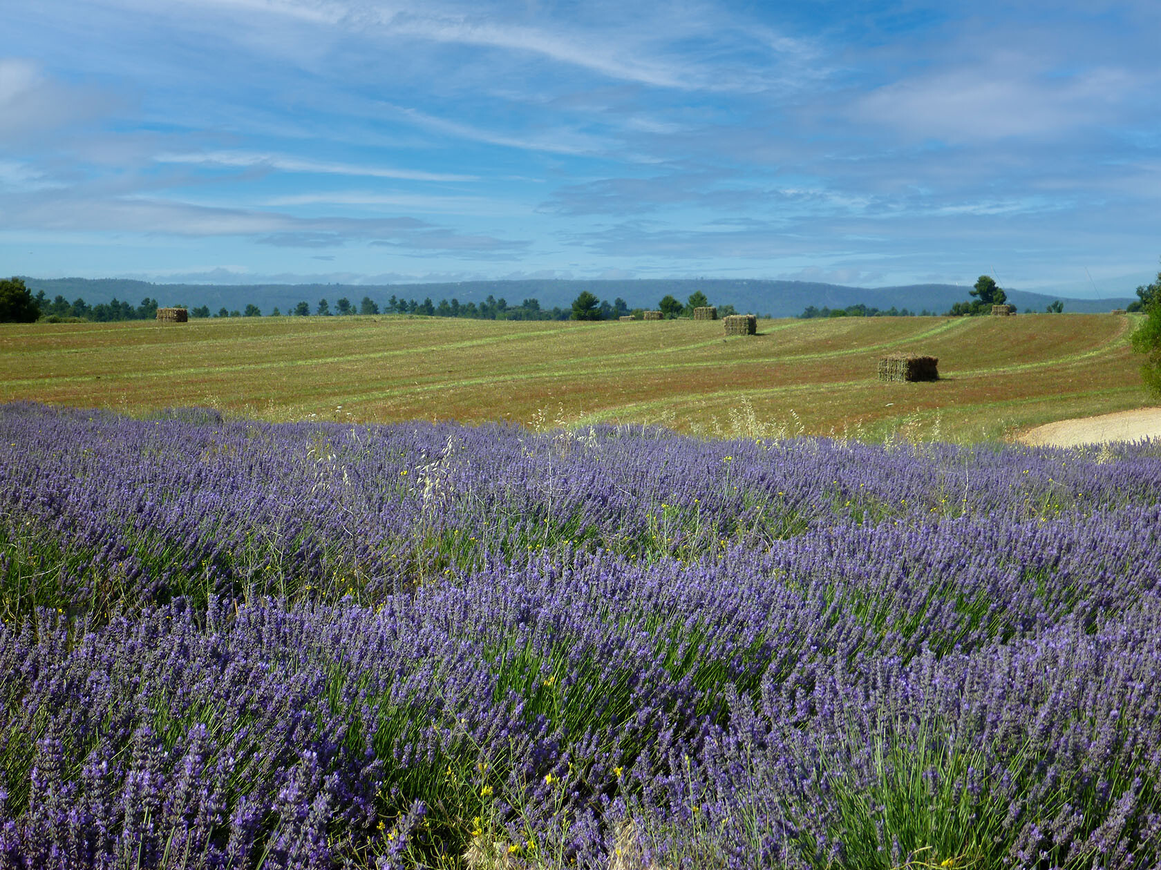 Valensole Lavender Fields Provence