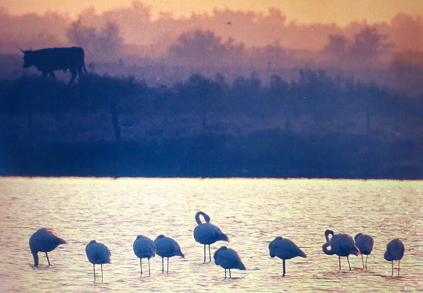 Camargue Pink Flamingos at Sunset