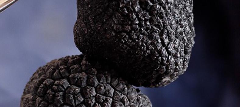 Black Truffles in Provence