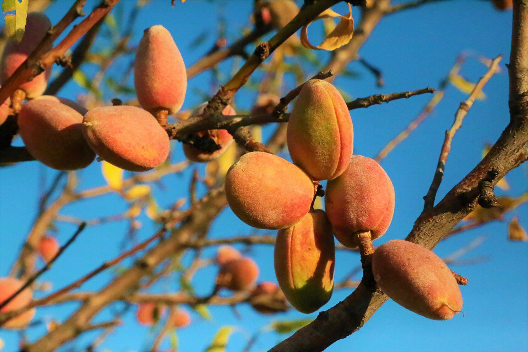 Discovering Provence's Almond Trees