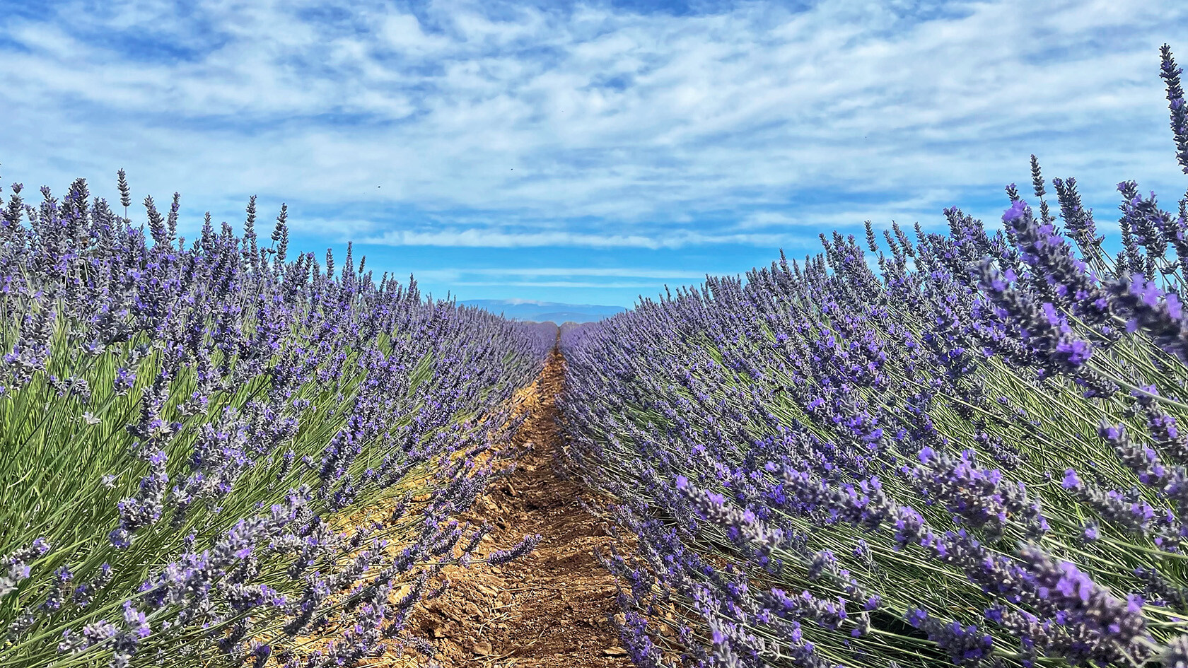 Provence Lavender June Tour