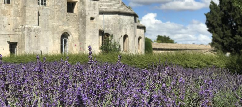 Provence Lavender June Tour
