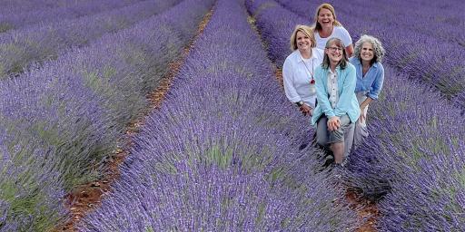 Provence Lavender Fields Tours