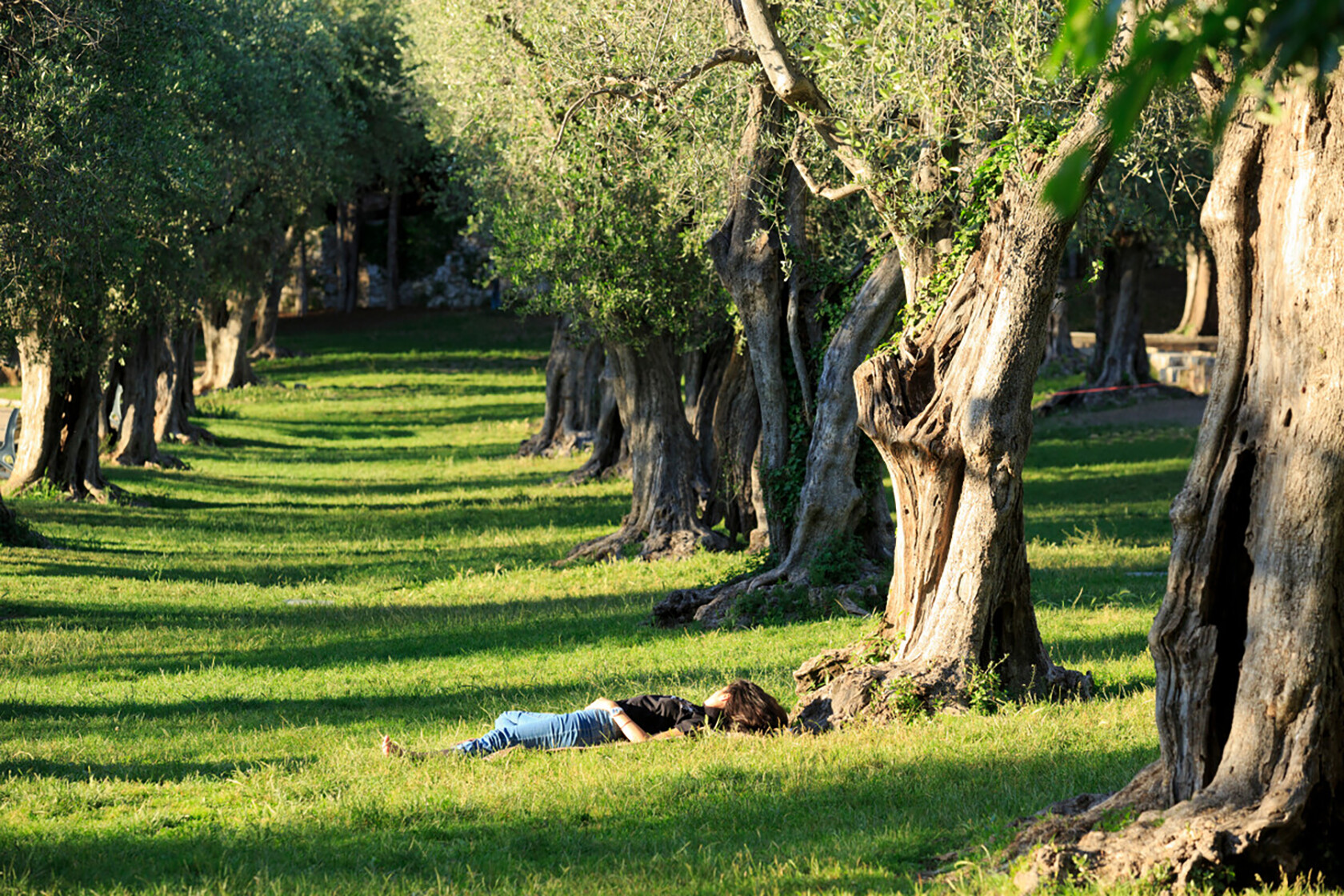 Visitor Guide to Gardens in Provence jardin du Monastere de Cimiez