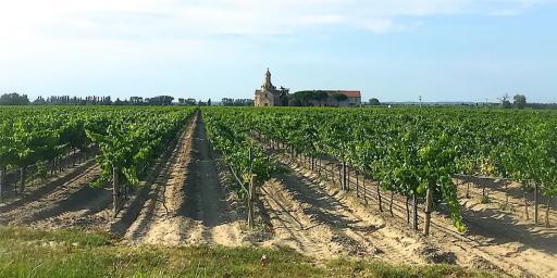 Explore Provence's Camargue Vineyards Vins de Sables