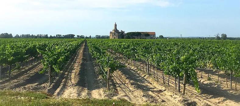 Explore Provence's Camargue Vineyards Vins de Sables