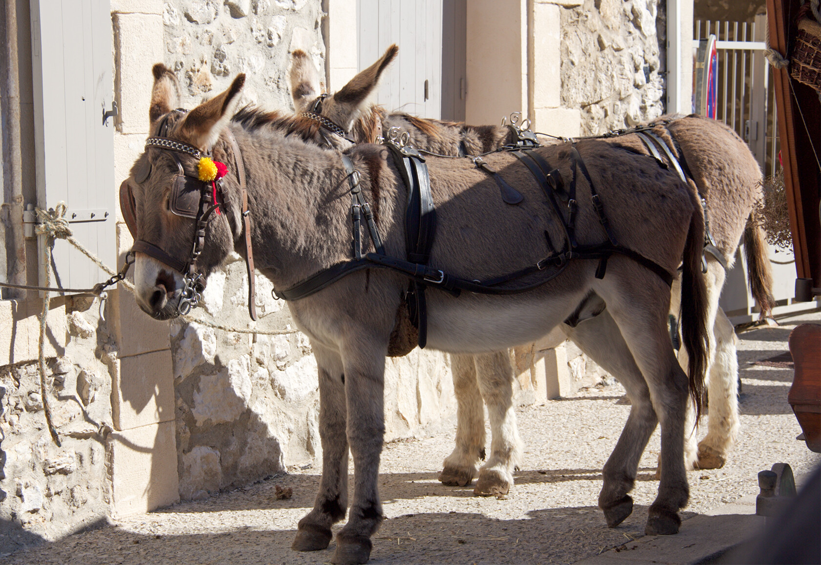 Donkey's in Provence