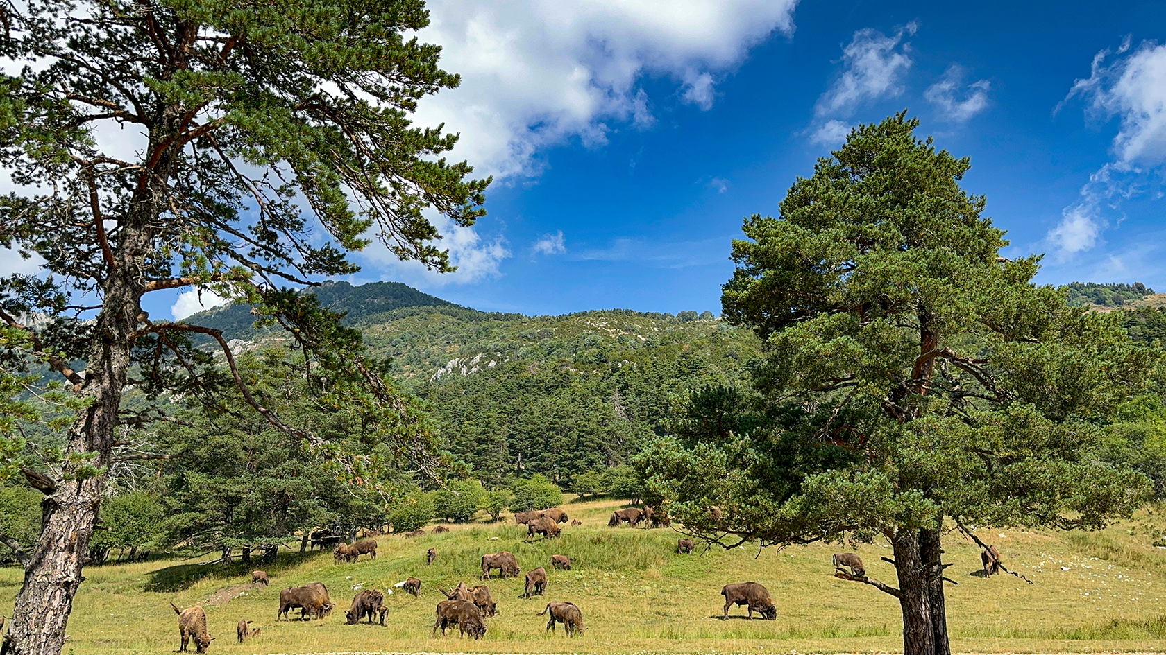 Provence Nature Park Alpes Maritimes La Réserve des Monts d’Azur 