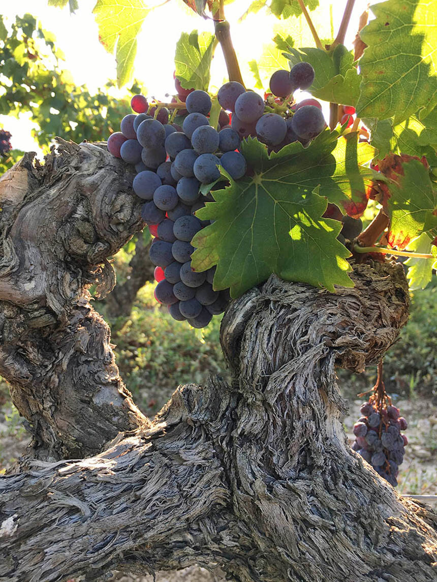 Rhone Valley Gigondas Vineyard Notre Dame des Pallières 