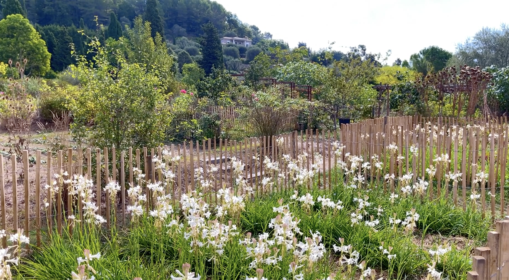 Perfume flowers Jasmin