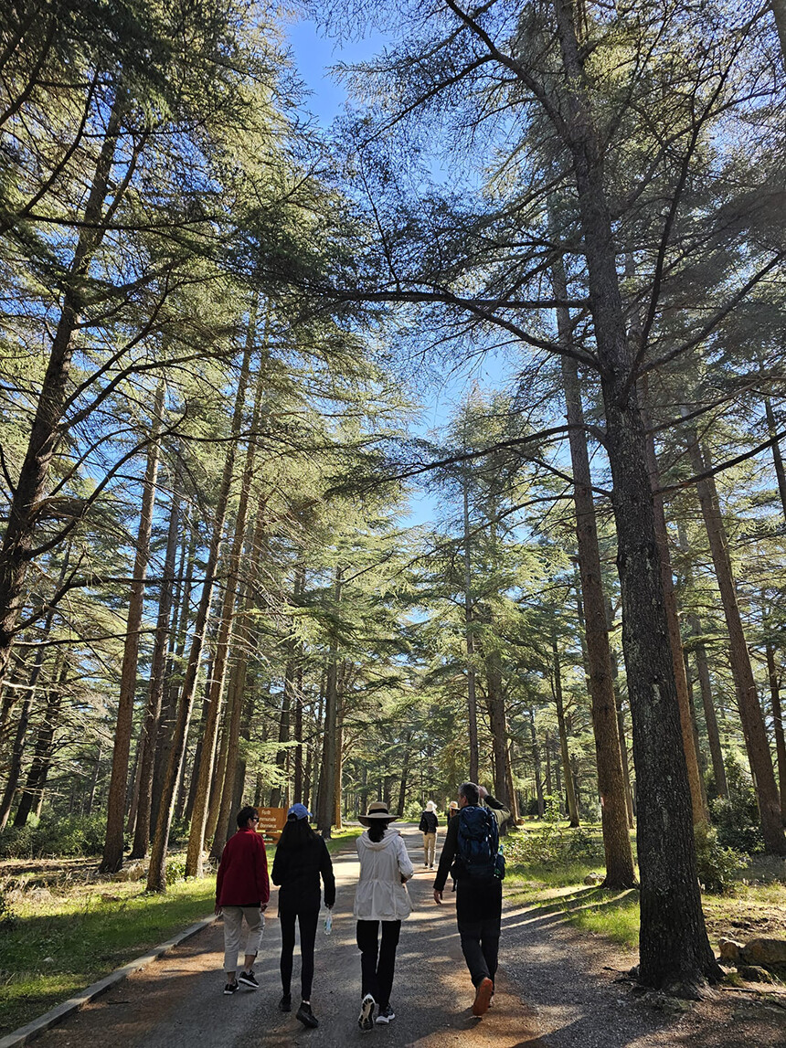 Hiking in the Cedar Forest, Bonnieux.