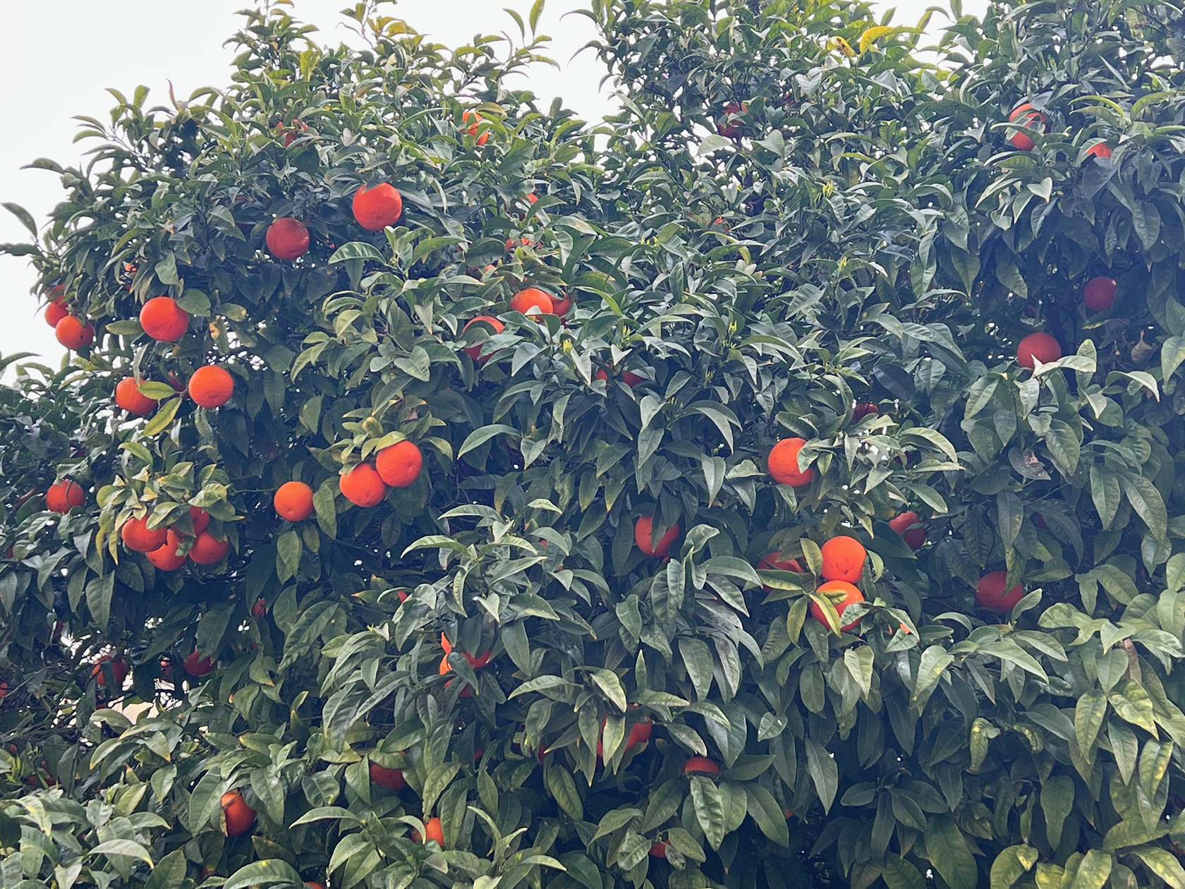 Seasonal Bitter Orange fruit in Provence