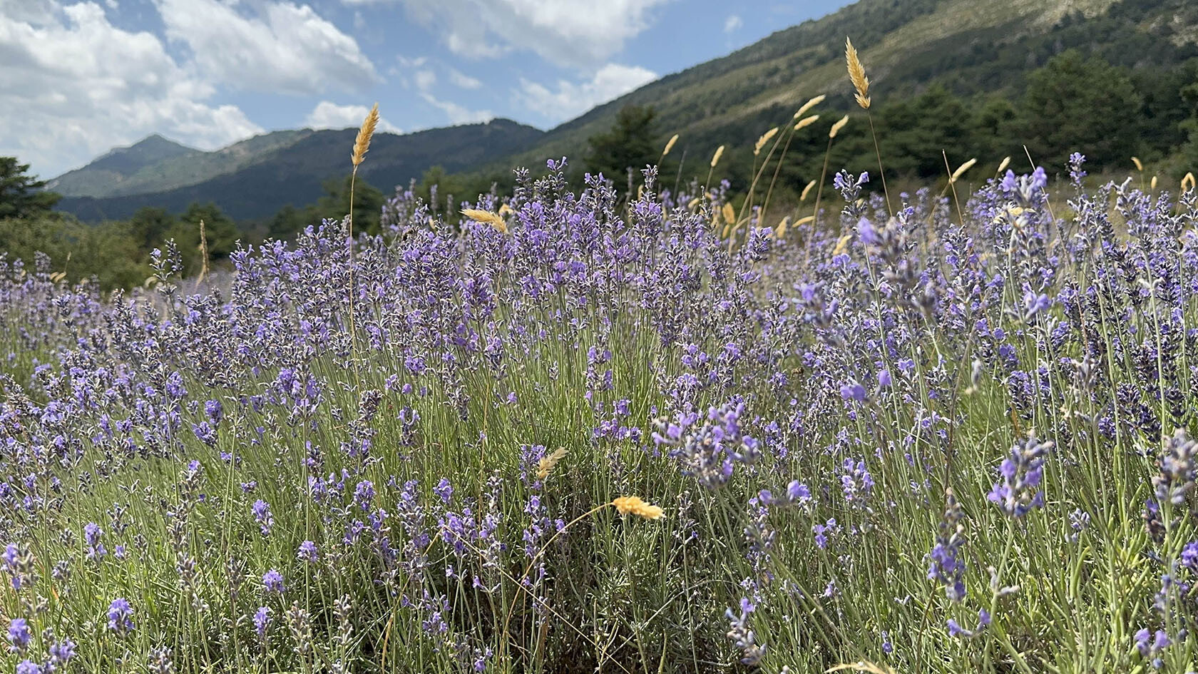 Provence wild lavender Alpes Maritimes