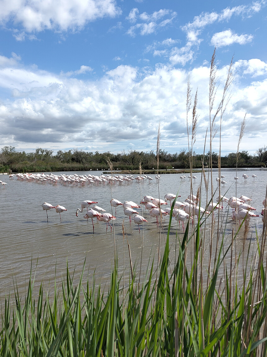 Visiting the Camargue Gwen French Immersion Holidays Gite